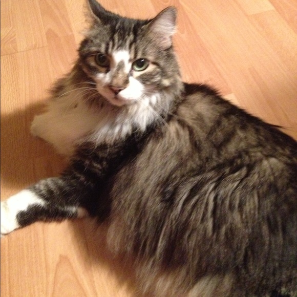 Meet your Posher, Stepfanie - Picture 3 of 4